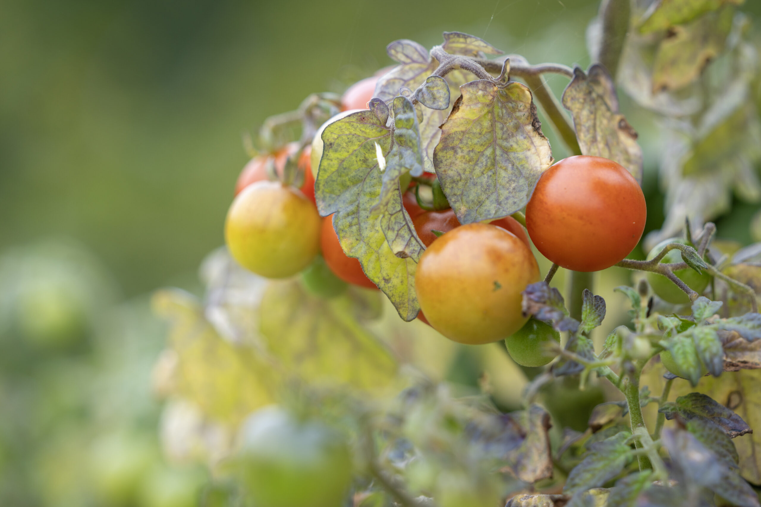 Miku holiday_tomatid